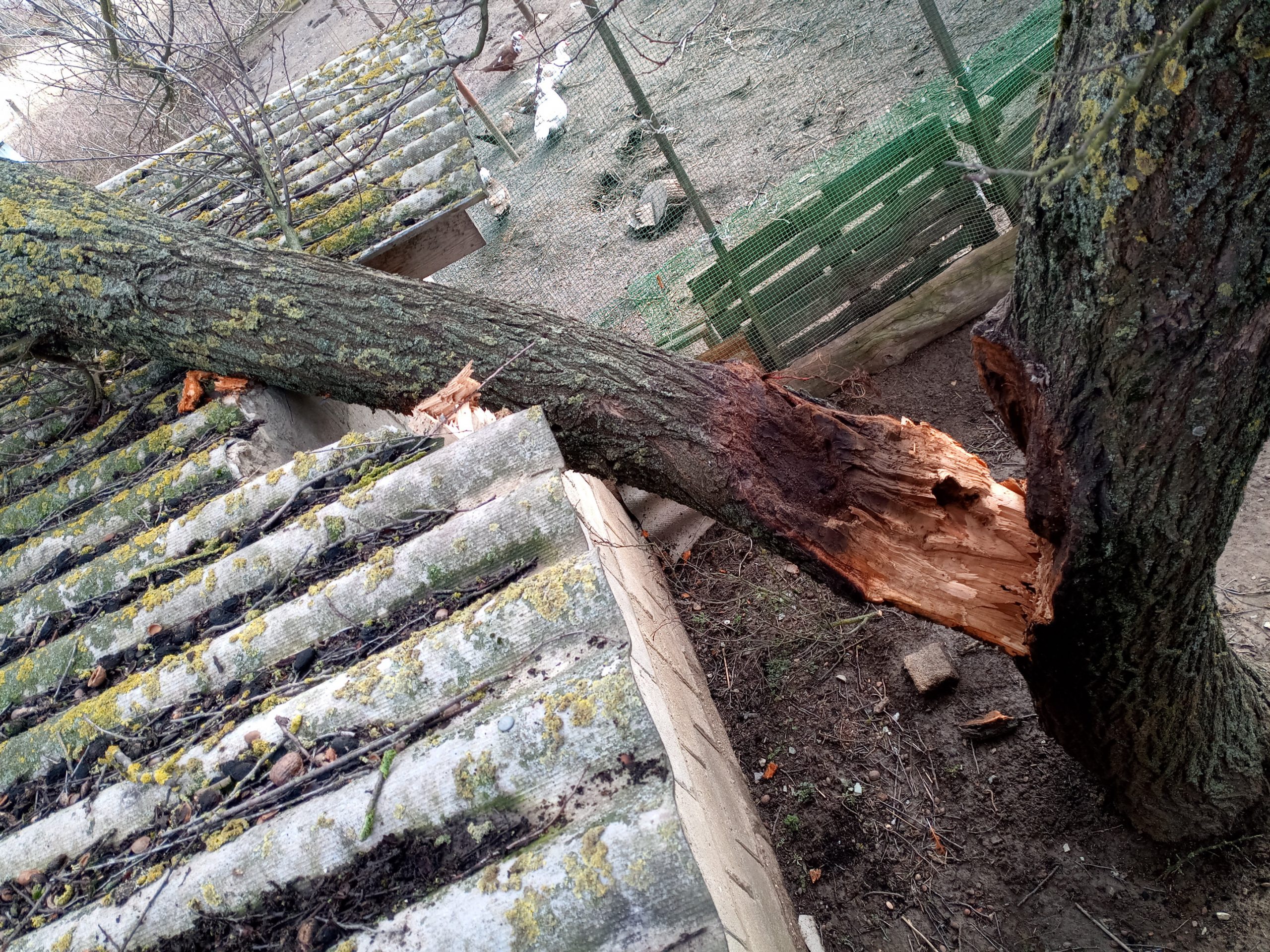 A windbroken apricot tree fell on shed and broke the roof.