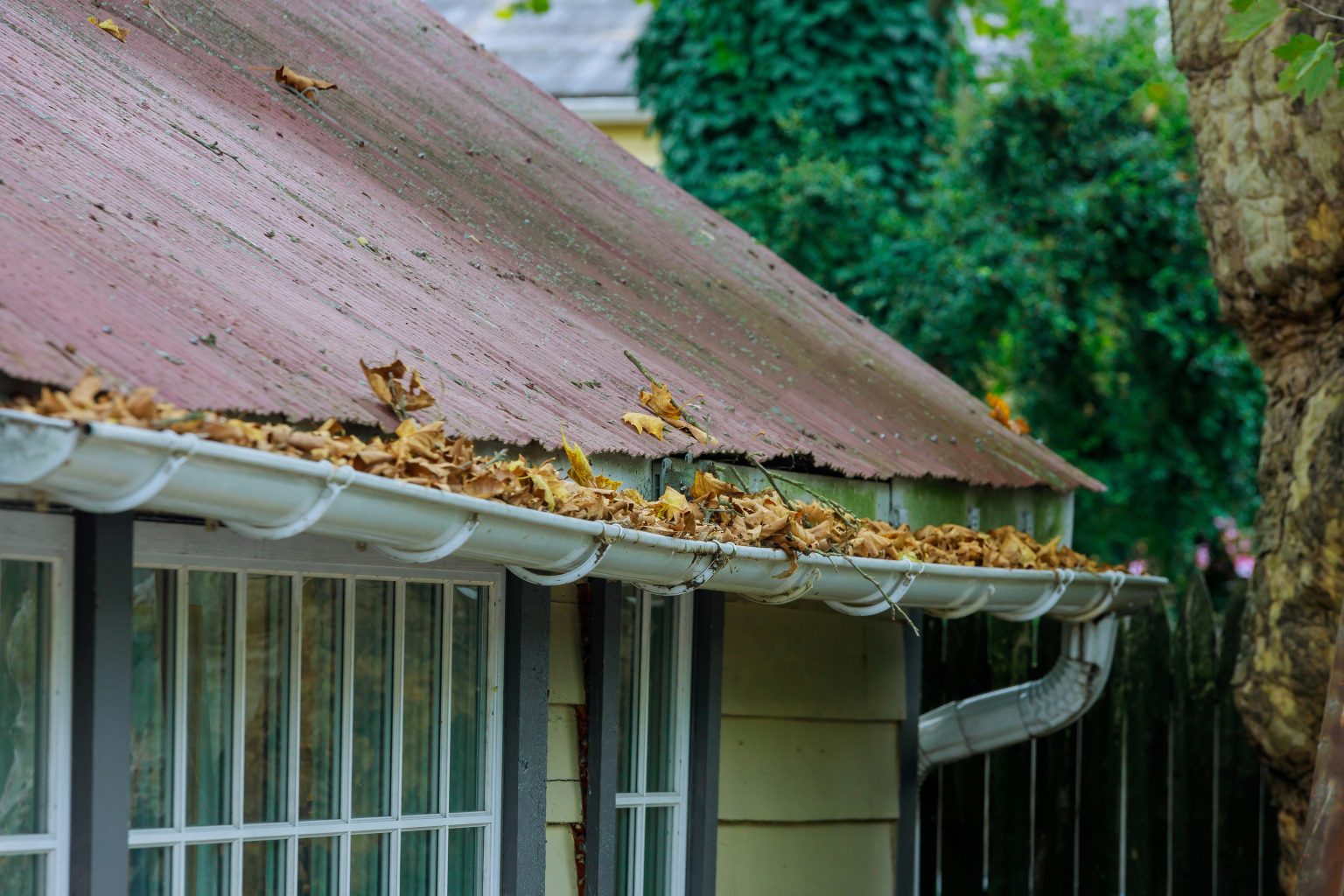 A house with a rusted metal roof and white gutters filled with dry leaves sits beside a tree, framed by lush green foliage in the background.