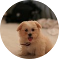 A small, fluffy light-colored puppy with its tongue out sits on a carpeted floor indoors. Objects are blurred in the background.